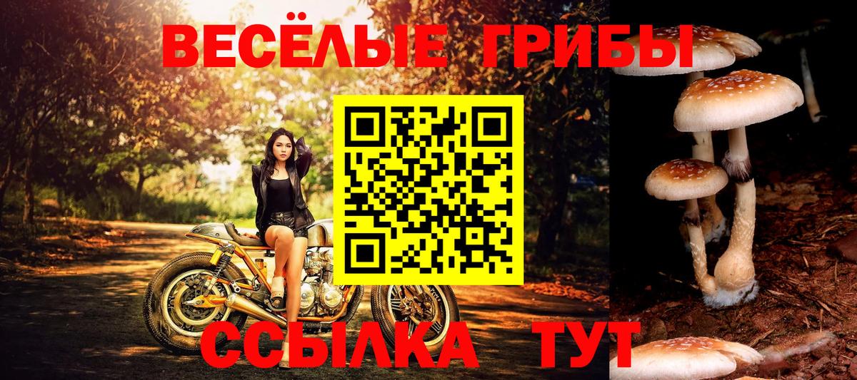 Галлюциногенные грибы Psilocybine cubensis Спасск-Дальний