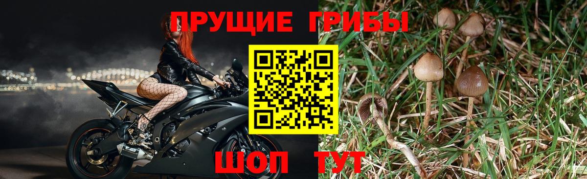 купить  цена  Псилоцибиновые грибы Magic Shrooms  Вход с VPN  Псилоцибиновые грибы GOLDEN TEACHER  Спасск-Дальний 